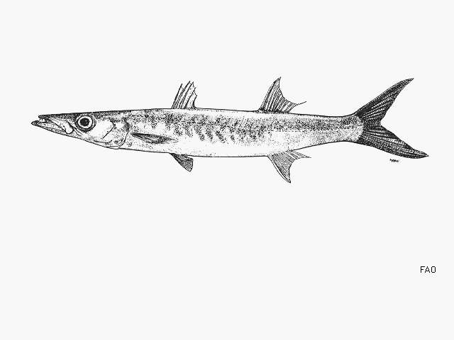 Image of Mexican barracuda