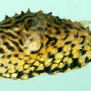 Image of Striped Burrfish