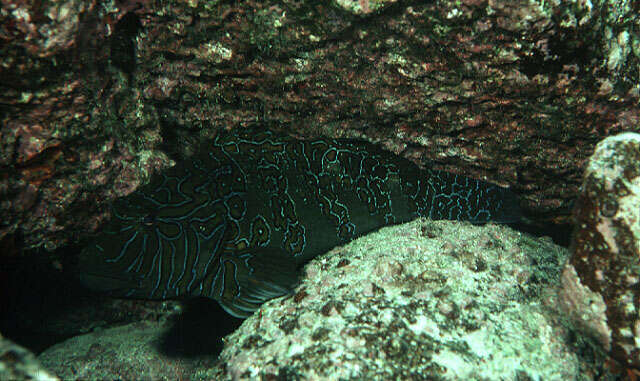 Image of Giant Hawkfish