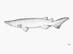 Image of Echinorhinus