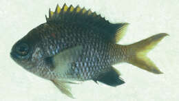 Image of Pura chromis