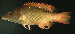 Image of Bodianus diana