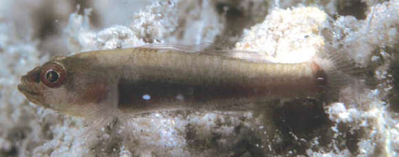 Image of Dividedspot dwarfgoby