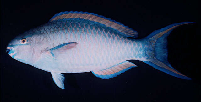 Image of Three-colour Parrotfish