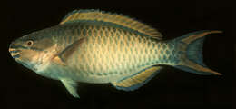 Image of Three-colour Parrotfish