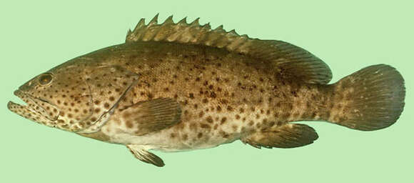 Image of Malabar Grouper