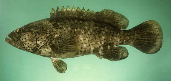 Image of Malabar Grouper