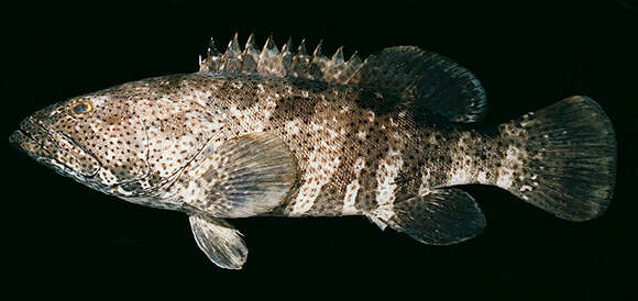 Image of Malabar Grouper