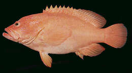 Image of Golden grouper