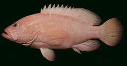 Image of Golden grouper