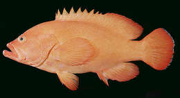 Image of Golden grouper