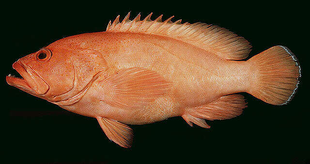 Image of Golden grouper