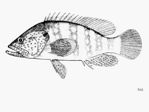 Image of Blue-spotted grouper