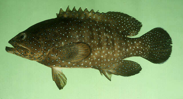 Image of Blue-spotted grouper