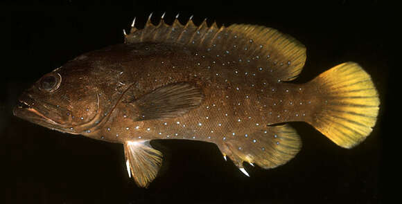 Image of Blue-spotted grouper