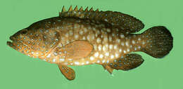 Image of Blue-spotted grouper