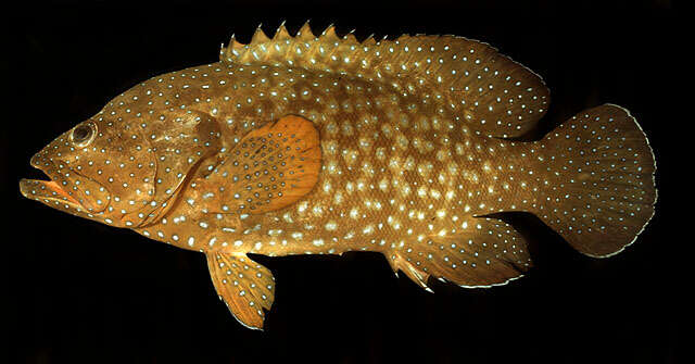 Image of Blue-spotted grouper