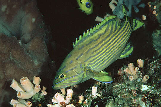 Image of Harlequin grouper