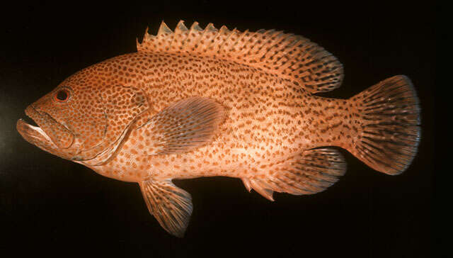 Image of Peacock rockcod