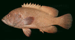 Image of Peacock rockcod