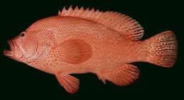 Image of Peacock rockcod