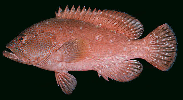 Image of Peacock rockcod