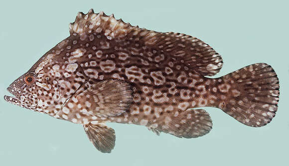 Image of Smooth Grouper