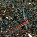 Image of Pteropsaron springeri Smith & Johnson 2007