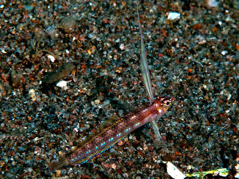 صورة Pteropsaron springeri Smith & Johnson 2007