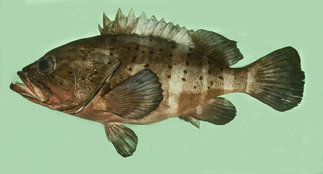 Image of Banded Grouper