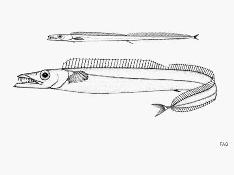 Image of Aphanopus