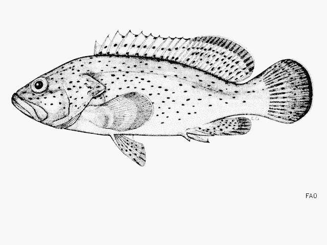 Image of Palemargin grouper