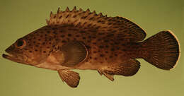 Image of Palemargin grouper