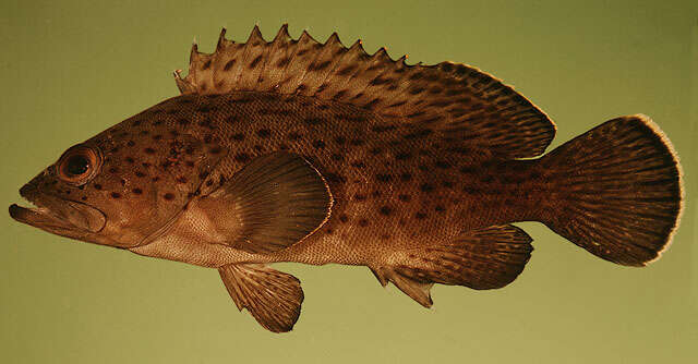 Image of Palemargin grouper