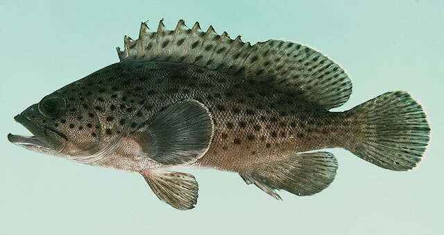 Image of Palemargin grouper