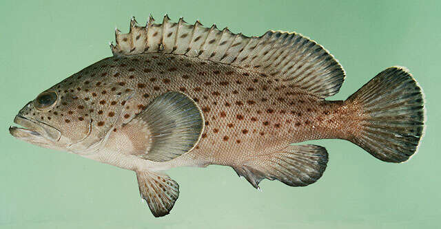 Image of Palemargin grouper