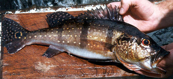 Image of Speckled peacock bass