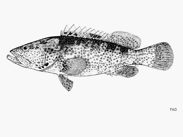 Image of Estuary Cod