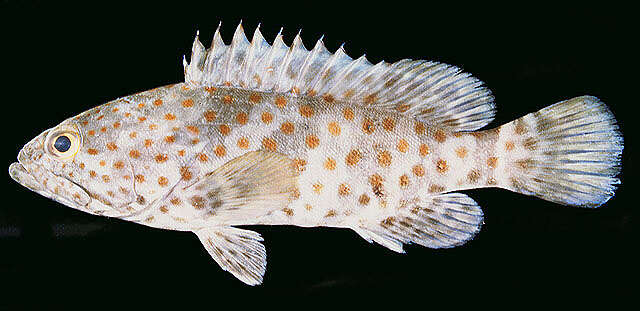 Image of Estuary Cod