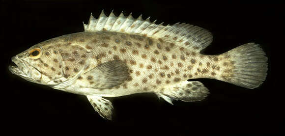 Image of Estuary Cod