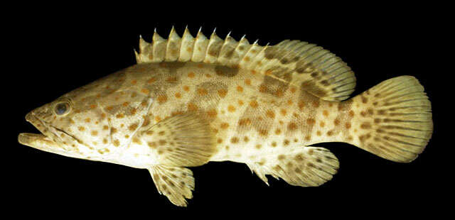 Image of Estuary Cod