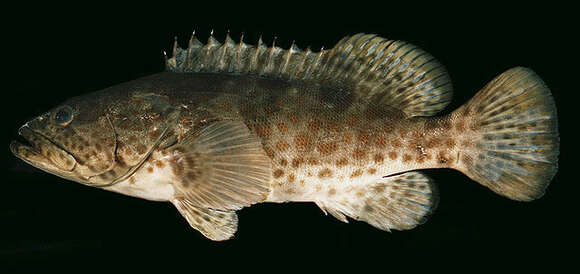 Image of Estuary Cod