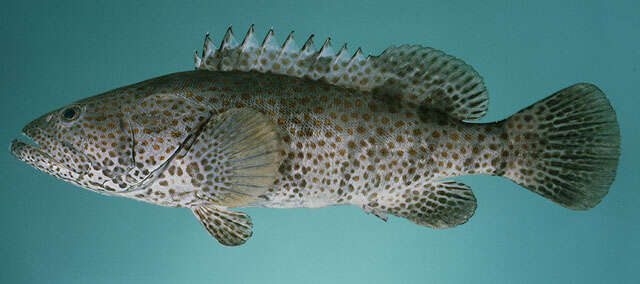 Image of Estuary Cod