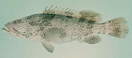 Image of Estuary Cod