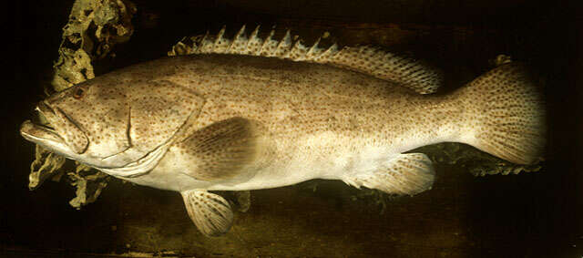 Image of Estuary Cod