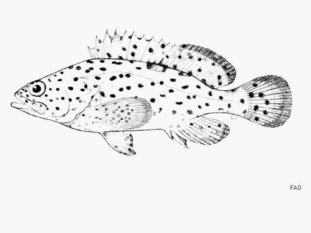 Image of Coral grouper