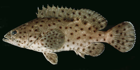 Image of Coral grouper