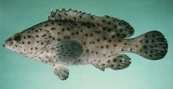 Image of Coral grouper