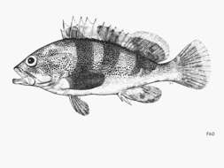 Image of Banded reef-cod