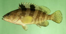 Image of Banded reef-cod